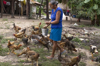 Cover image for Barra da lagoa feeding chickens