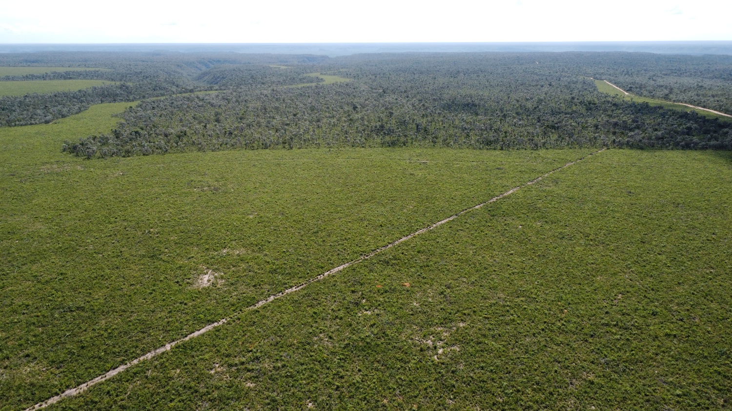 Deforestation at an industrial farm near Santa Filomena. “What are we going to do – wait another 100 years and have ‘Harvard's Legacy of Environmental Destruction.’ Is that the title of the report in 100 years?" Chalhoub asks.