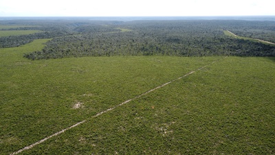 Cover image for Deforestation Picture Brazil
