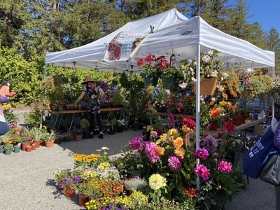 Cover image for Paraphernalia Flowers