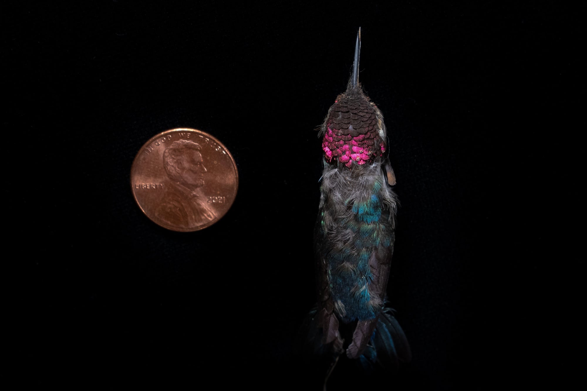 Museum of Comparative Zoology, Harvard University; ©President and Fellows of Harvard College