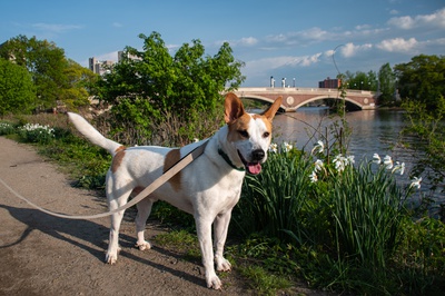 Cover image for In Photos: The Paw-pular Residents of Lowell House