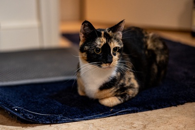 Cover image for Lowell Pets: Calliope