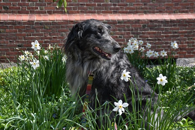 Cover image for Lowell Pets: Scout