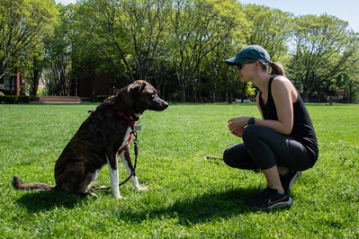 Cover image for Lowell Pets: Wally