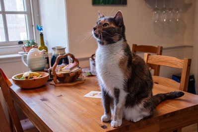 Cover image for Lowell Pets: Lilith