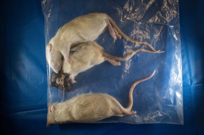 Cover image for euthanized rats