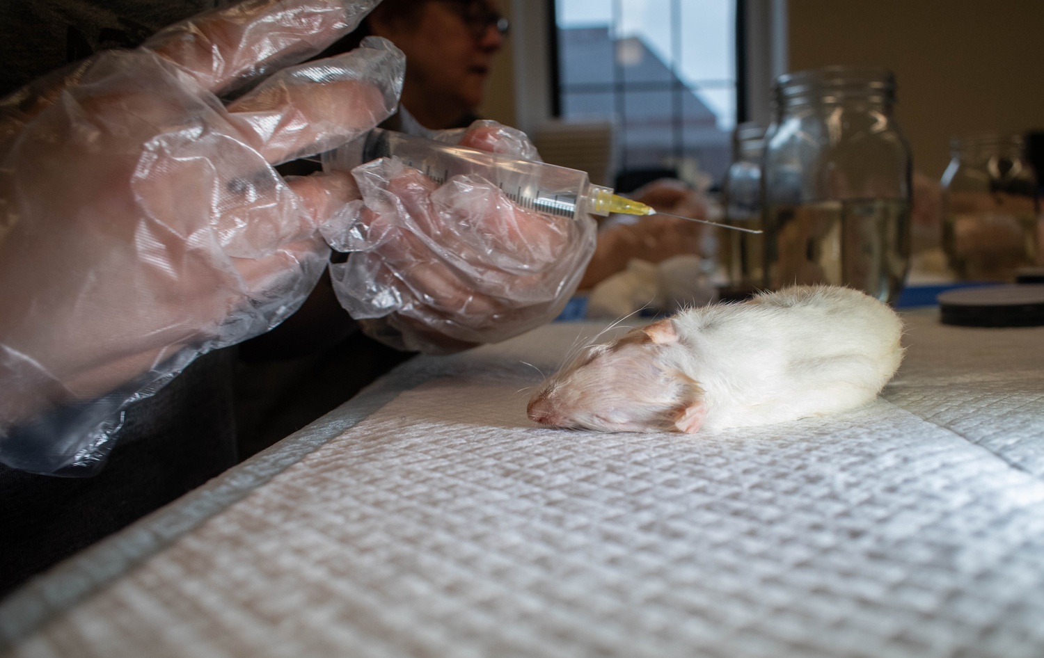 To embalm the rat, workshop participants stabbing their specimen all over its body, pumping it full of fluid, which eventually mixes with that's rat's blood and guts and leaches out.