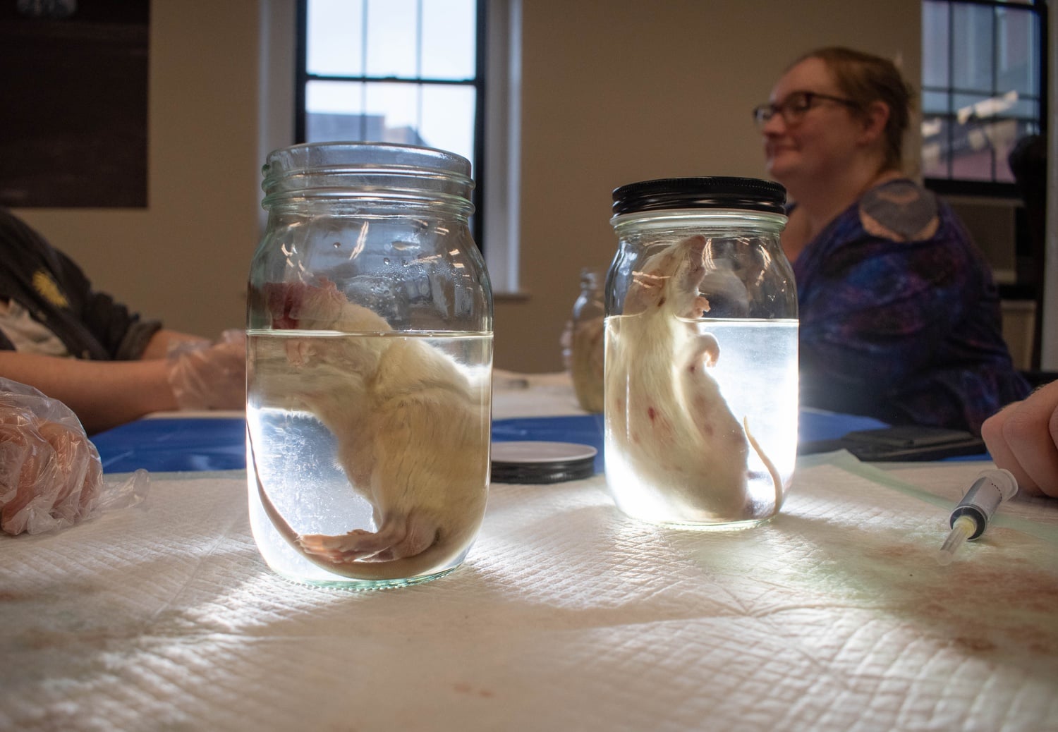 At Harvard Museum of Natural History's Rat Embalming Workshop, participants embalm a rat, which they then take home with them.