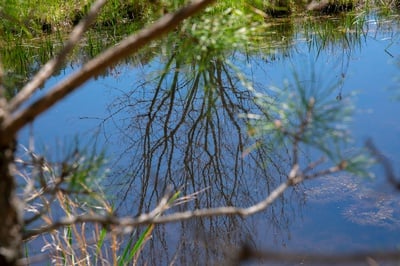 Cover image for Bringing a Bog Back to Life