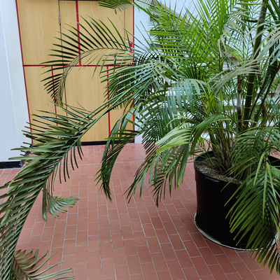 Cover image for science center plant