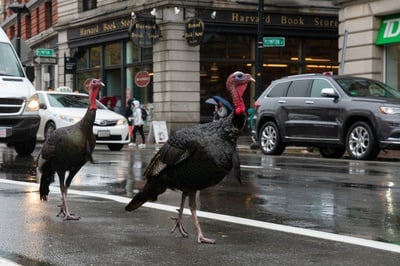 Cover image for Harvard Undergraduate Association Talks Operation Turkey, Fall Budget at Weekly Meeting