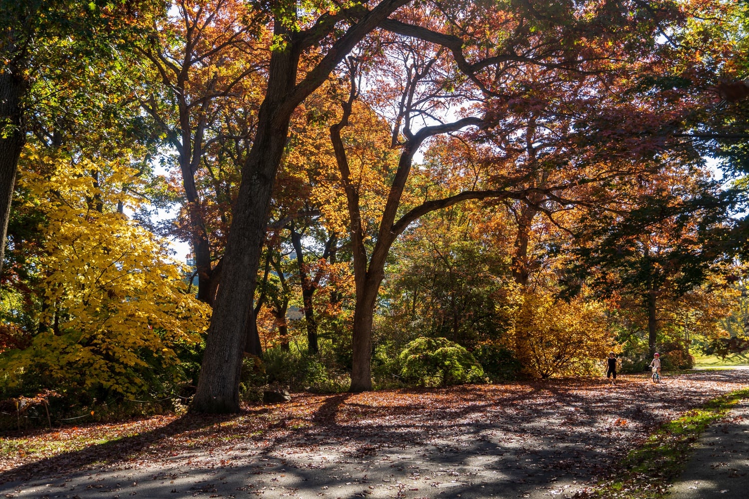 Cambridge's tree canopy has grown, but residents warned new housing development could threaten mature trees.