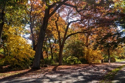 Cover image for As Cambridge Tree Canopy Grows, Residents Warn Housing Development Could Reverse Gains