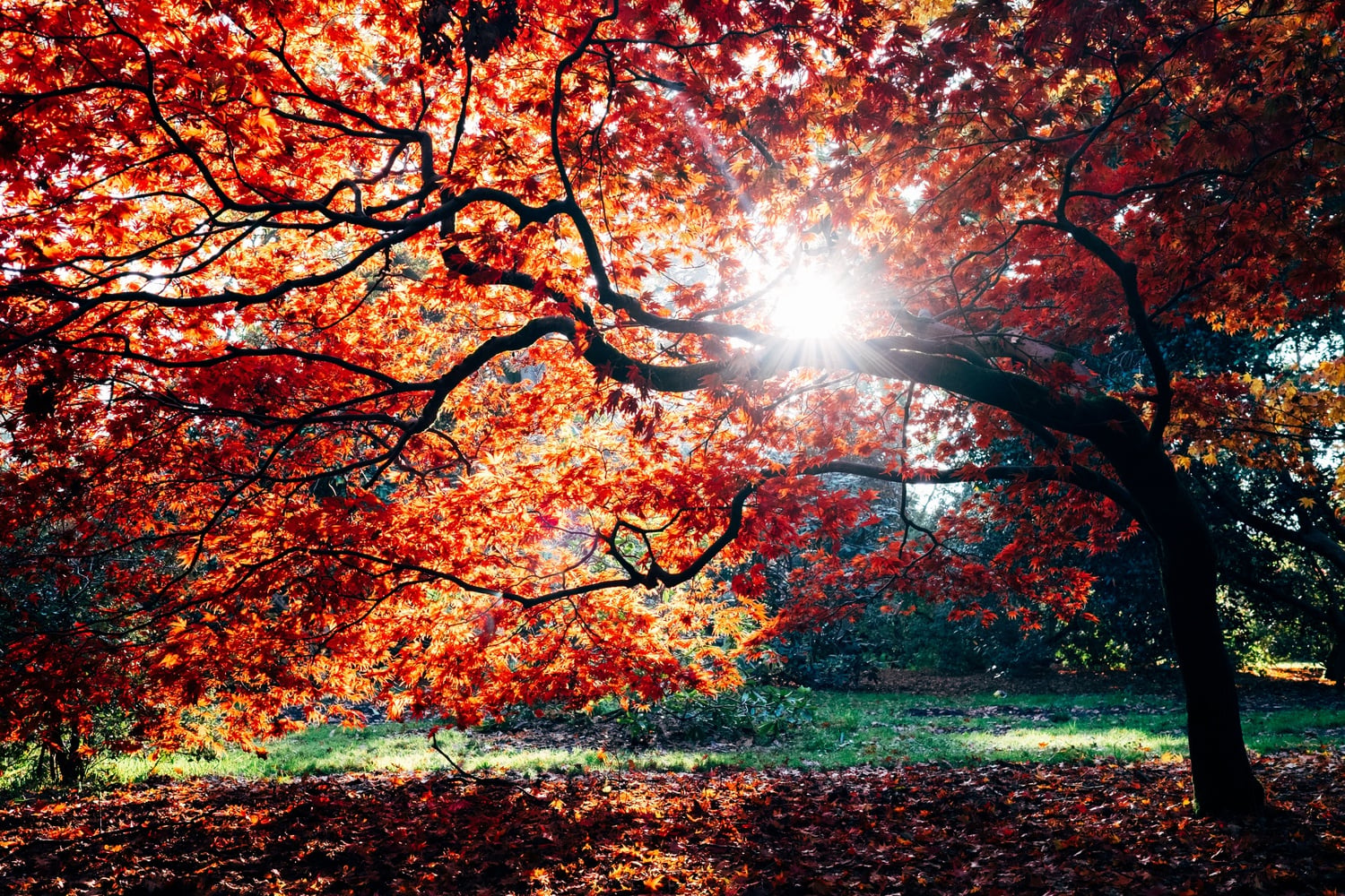 A Crimson staff writer explores fall in the Northeast through the lens of Henry David Thoreau's essay, "Autumnal Tints."