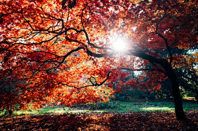 Cover image for 'Autumnal Tints' Image