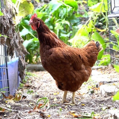 Cover image for A Couple's Fight to Legalize Chicken-Keeping in Cambridge