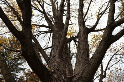 Cover image for Tree Branches in Mt Auburn Cemetery