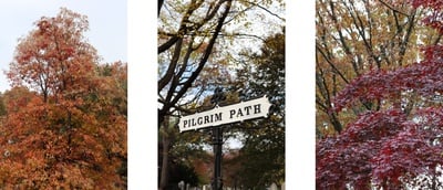 Cover image for Trees and a Sign in Mt Auburn Cemetery