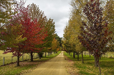 Cover image for autumn