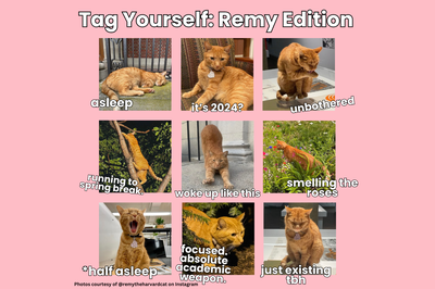 Cover image for Tag Yourself: Remy Edition