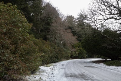 Cover image for Ned Friedman 15Q Arboretum Road