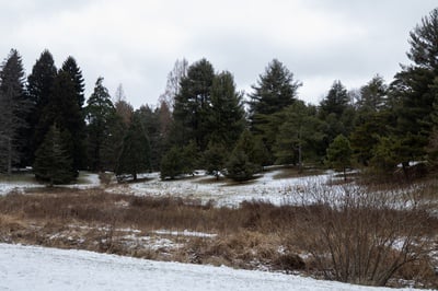 Cover image for Ned Friedman 15Q Arboretum Trees