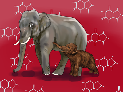 Cover image for Harvard and the Effort to Bring Back the Wooly Mammoth