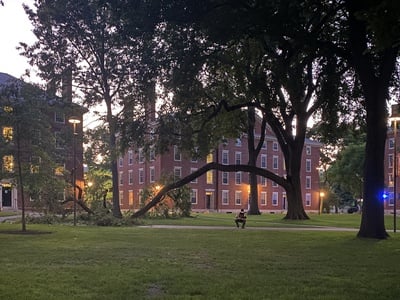 Cover image for Downed Tree Limb in Harvard Yard