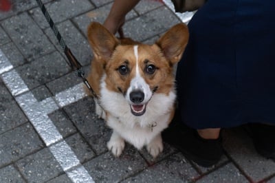 Cover image for Smiling Dog at Costume Contest