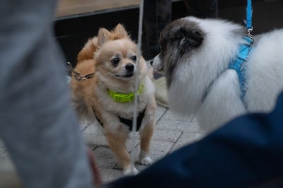 Cover image for Two Dogs Meet in Cambridge