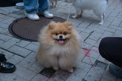 Cover image for Winnie the Pomeranian