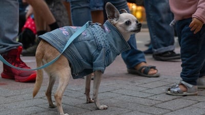 Cover image for In Photos: Dog Days of Summer Pawty in Harvard Square