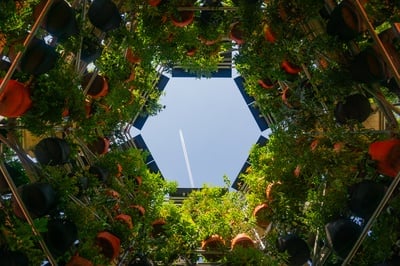 Cover image for Temporary Vertical Garden ‘Polinature’ Opens at GSD