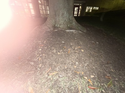 Cover image for I Went to a Fish Funeral.