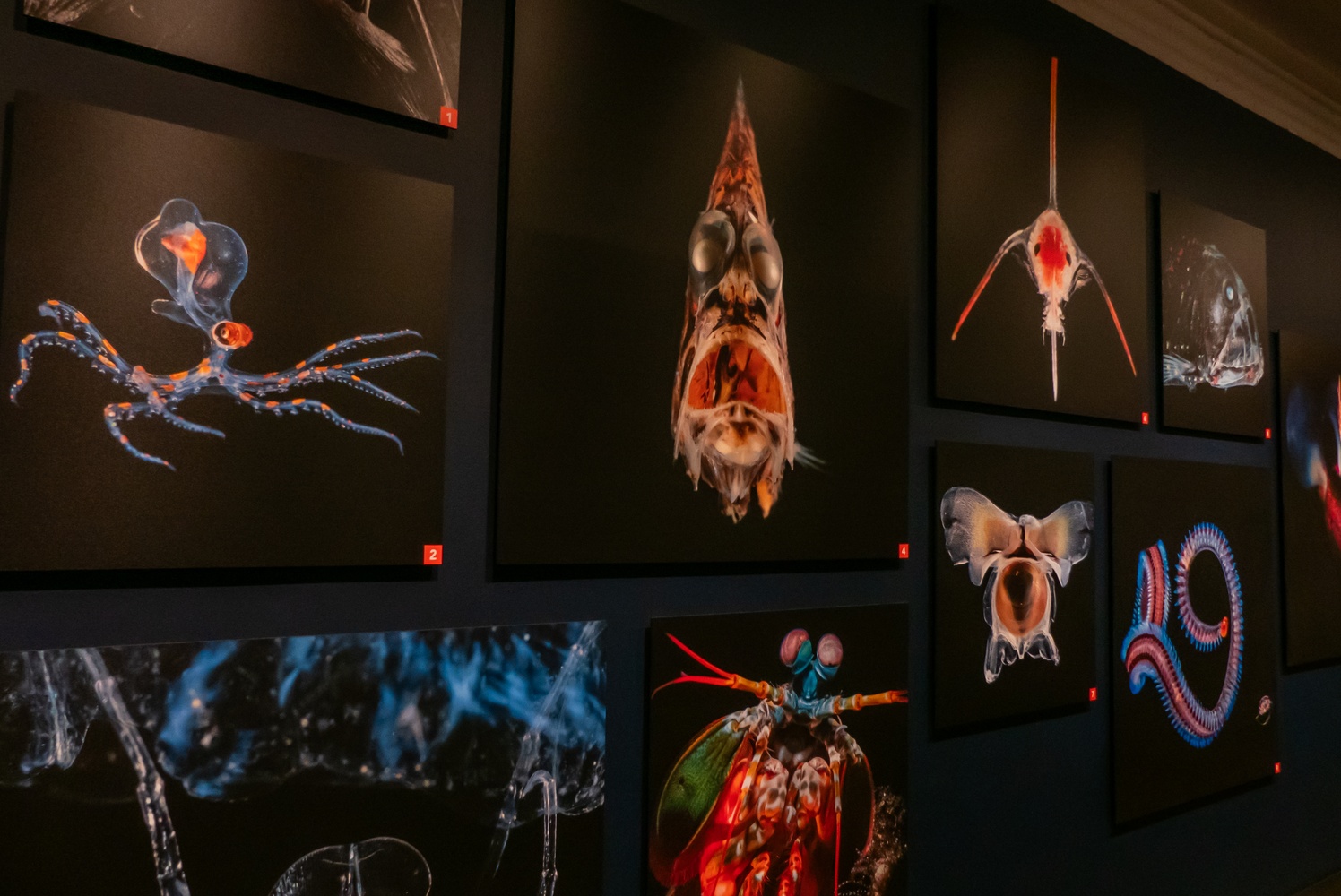 Sea Monsters Exhibit Creatures | Magazine | The Harvard Crimson