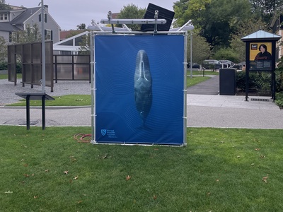 Cover image for CETI Radcliffe Installation Whale