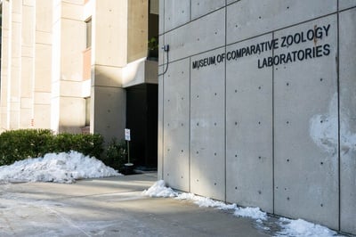 Cover image for It Could Take Lifetimes To Catalog the Harvard Zoology Museum’s Collections Online. AI Tools Might Help.