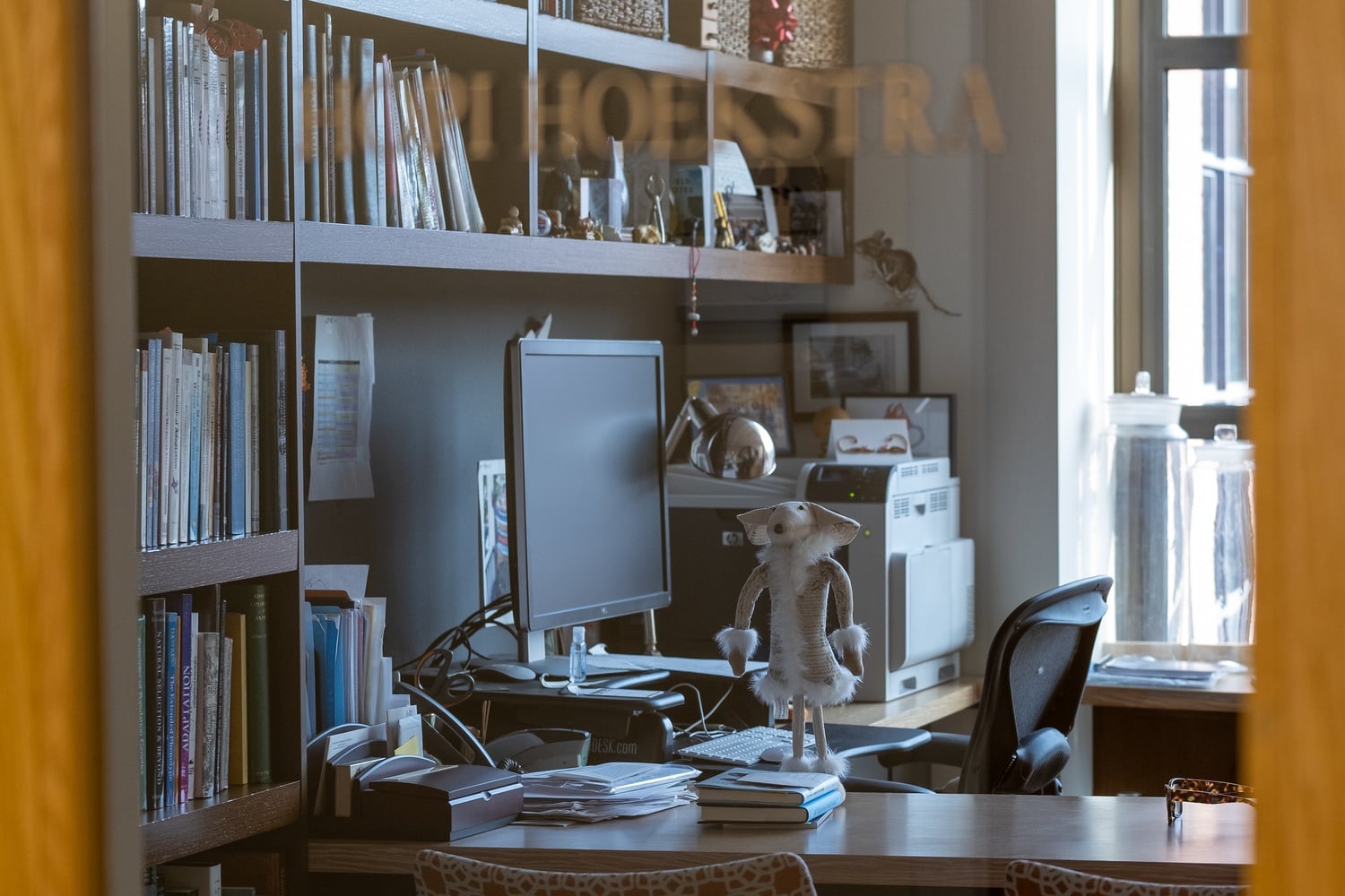 Hoekstra's desk in the BioLabs, decorated with a stuffed mouse.