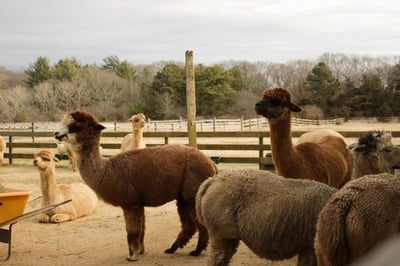 Cover image for Alpacas at Island Alpaca Company