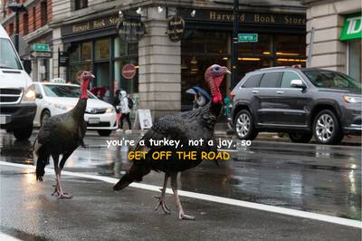 Cover image for Why Must They Walk Through Traffic?