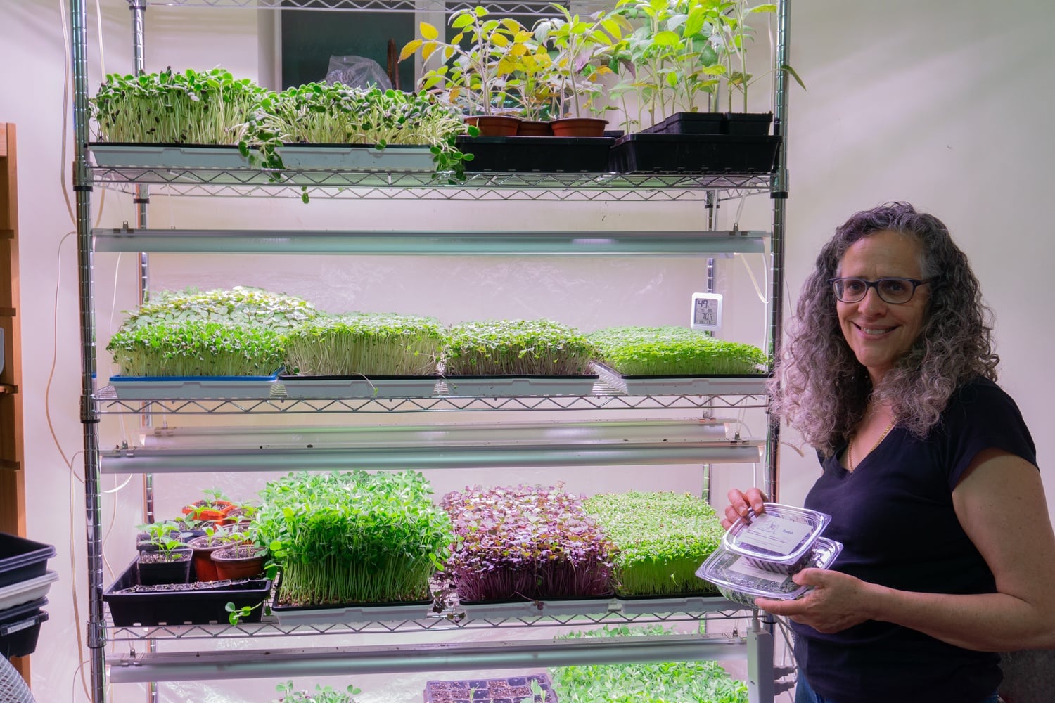 Rita L. Vaidya plants, grows, and harvests a variety of microgreens from her Allston home.