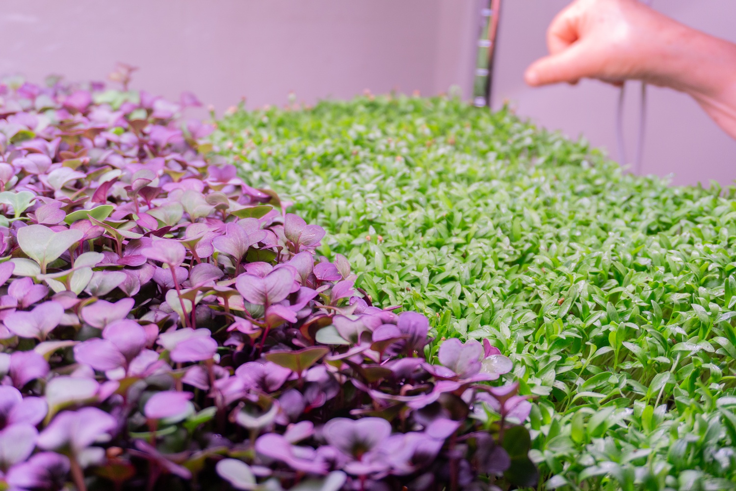 Vaidya gently prunes and brushes the leaves of crops, removing debris and seed shells.