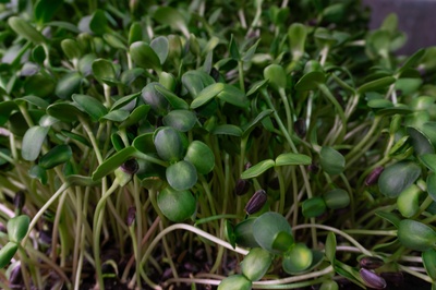 Cover image for The Urban Agriculturalist at North Allston Farms