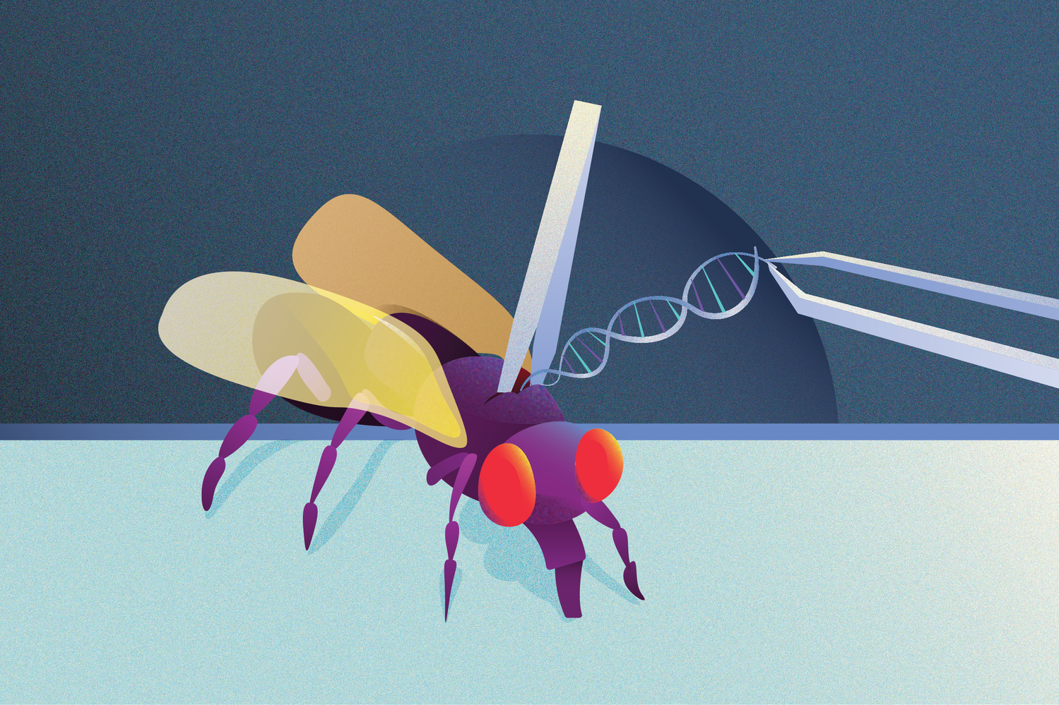 Flybase Graphic | News | The Harvard Crimson