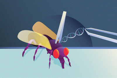 Cover image for Harvard Funding Cuts Endanger the Massive Fruit Fly Database That Powers Genetic Research