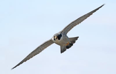 Cover image for Harvard’s Memorial Hall Falcons are Now on YouTube