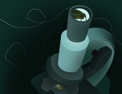 Cover image for Fly Endpaper Graphic