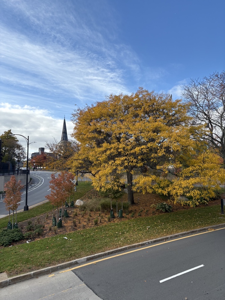Quad Walk Tree