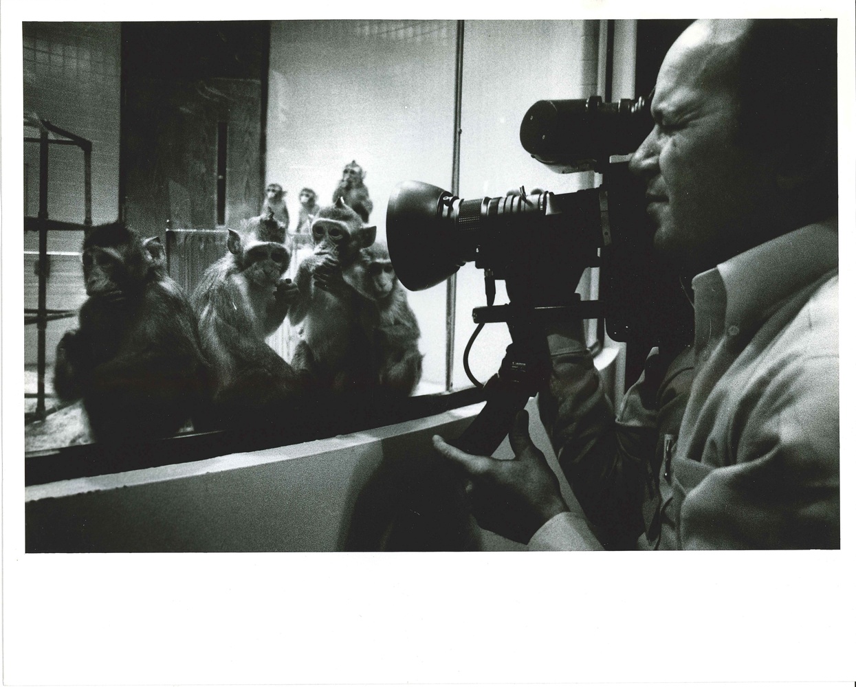 A group of primates at the NEPRC.
